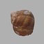 Concha de Caracol 01