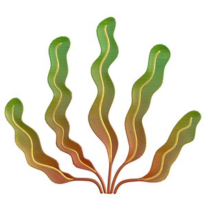 seaweed 7