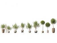 Olea europaea - Common olive