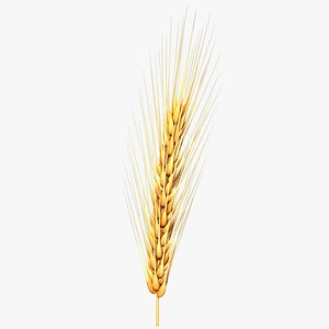 Wheat