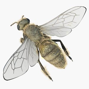3d model of worker bees