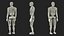 3D model Humanoid Robot Rigged