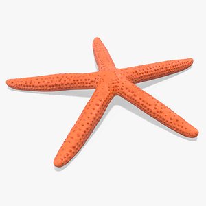 Mediterranean Red Sea Star 3D model