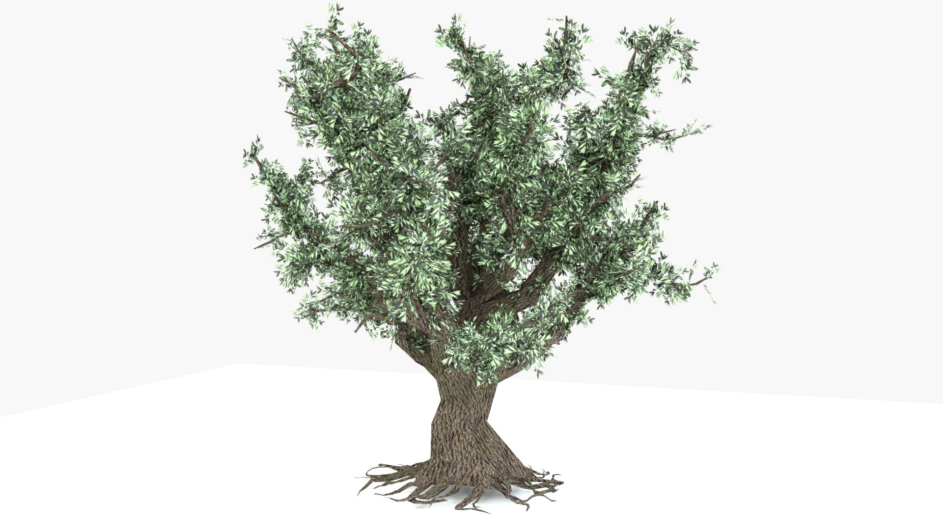 3D Oak Tree Live Model - TurboSquid 1710805