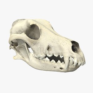 dog skull 3D model