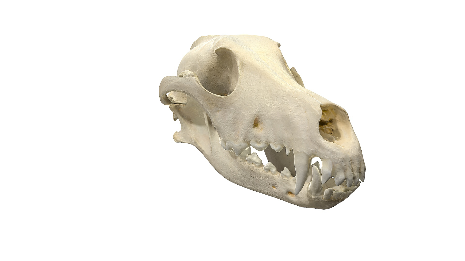 Dog Skull 3D Model TurboSquid 1667748