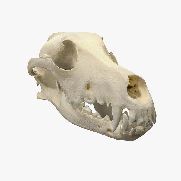 dog skull 3D model