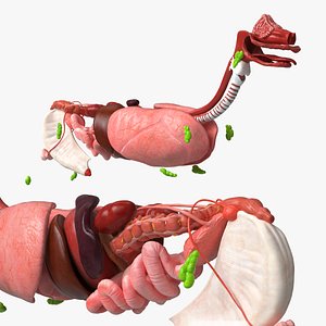 3D Canine Internal Organs Anatomy Model Detailed model