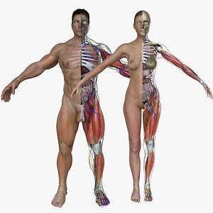 Ultimate Complete Male/Female Anatomy Combo