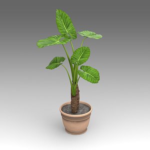 Philodendron Plant_007