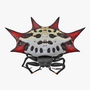 3D gasteracantha spider model
