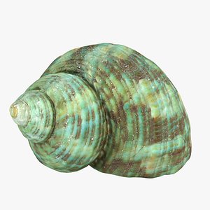 Seashell