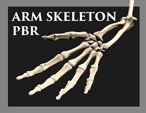 3D arm skeleton pbr model