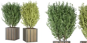 3D Collection plant vol 94 - blender model