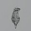 Dodo Rigged Animated