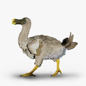 Dodo Rigged Animated