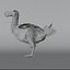 Dodo Rigged Animated