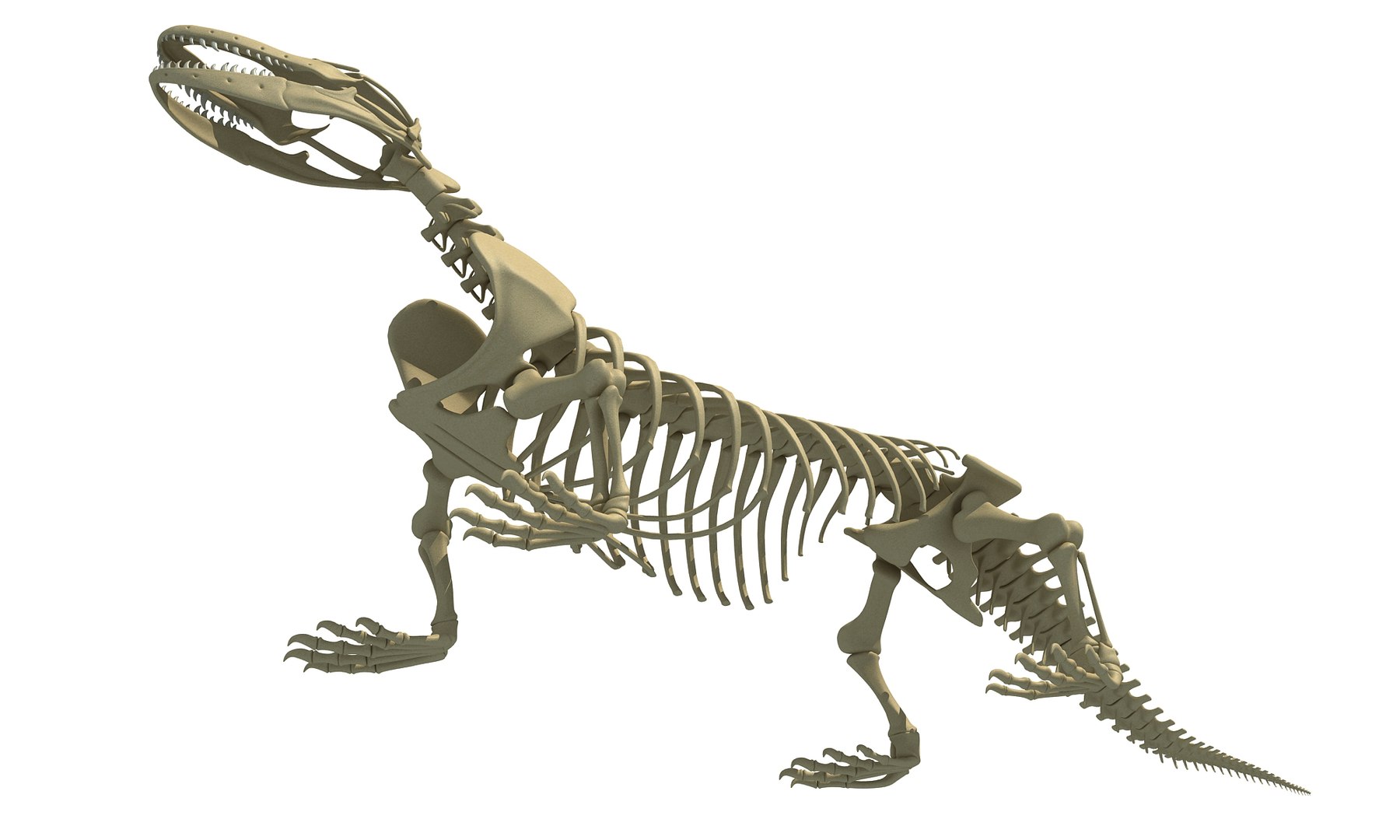 3D Model Komodo Dragon Skeleton - TurboSquid 1327609