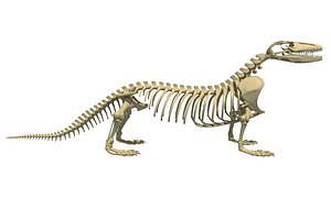 3D model komodo dragon skeleton