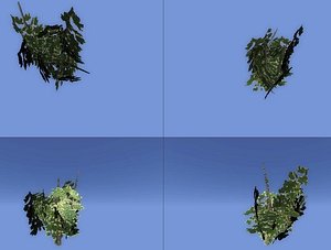 Plant Bush 2