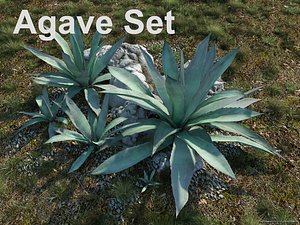 agave set 3d model