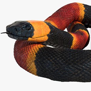 Coral Snake Rigged Animated