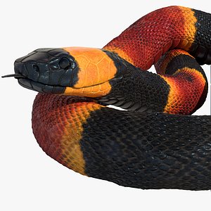 Coral Snake Rigged Animated
