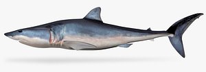 Shortfin Mako Shark