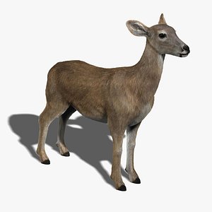 fawn fur 3d model