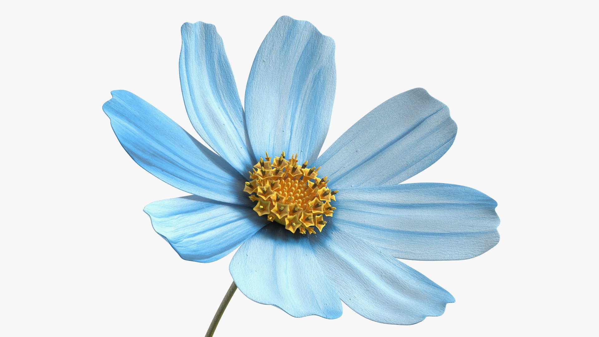 Cosmos Plant Single Flower Light Blue 3D model https://p.turbosquid.com/ts-thumb/R6/tph8MG/87/cosmos_plant_single_flower_light_blue_006/jpg/1766163995/1920x1080/fit_q87/693f54bbfbda2524883a9814886ca32f4c93f08a/cosmos_plant_single_flower_light_blue_006.jpg