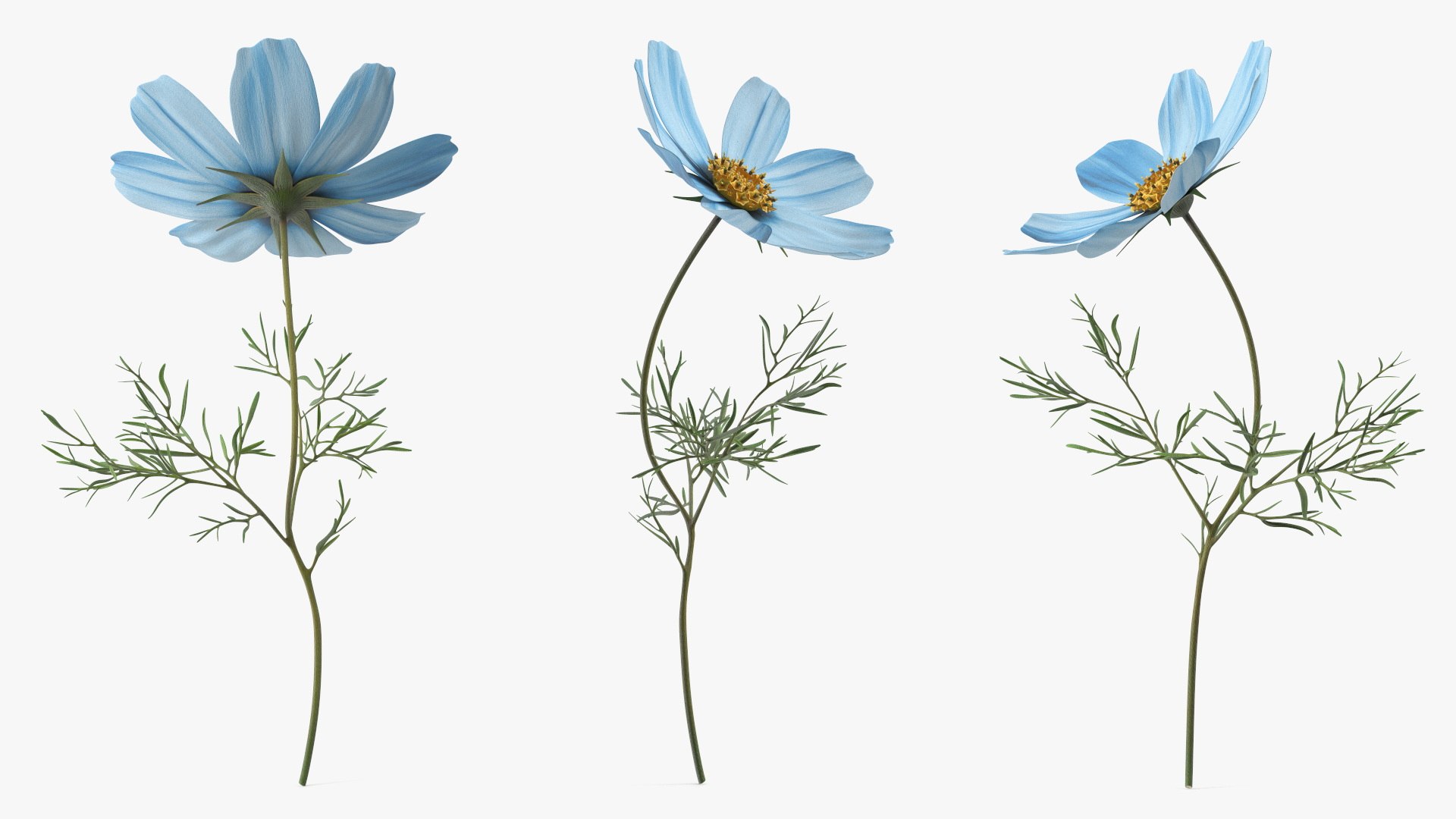 Cosmos Plant Single Flower Light Blue 3D model https://p.turbosquid.com/ts-thumb/R6/tph8MG/GO/cosmos_plant_single_flower_light_blue_005/jpg/1766163992/1920x1080/fit_q87/c6da5dcd107e4aafb3cfee078d6dac1ad80485e3/cosmos_plant_single_flower_light_blue_005.jpg