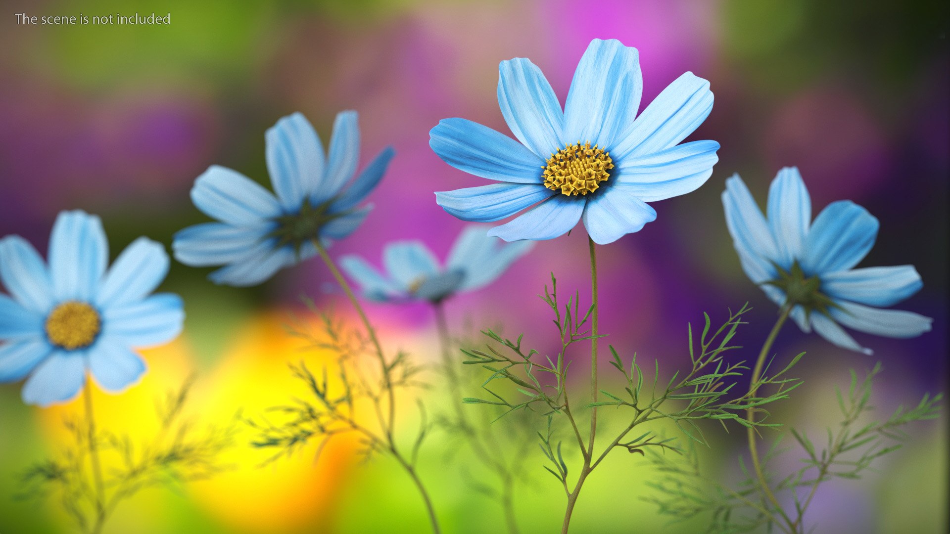Cosmos Plant Single Flower Light Blue 3D model https://p.turbosquid.com/ts-thumb/R6/tph8MG/Pa/cosmos_plant_single_flower_light_blue_003/jpg/1766163983/1920x1080/fit_q87/3236087a67c0a8cbadd6e1e68a63dfdf93d11d3f/cosmos_plant_single_flower_light_blue_003.jpg