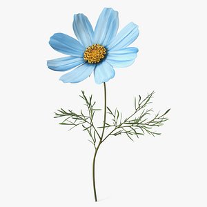 Cosmos Plant Single Flower Light Blue