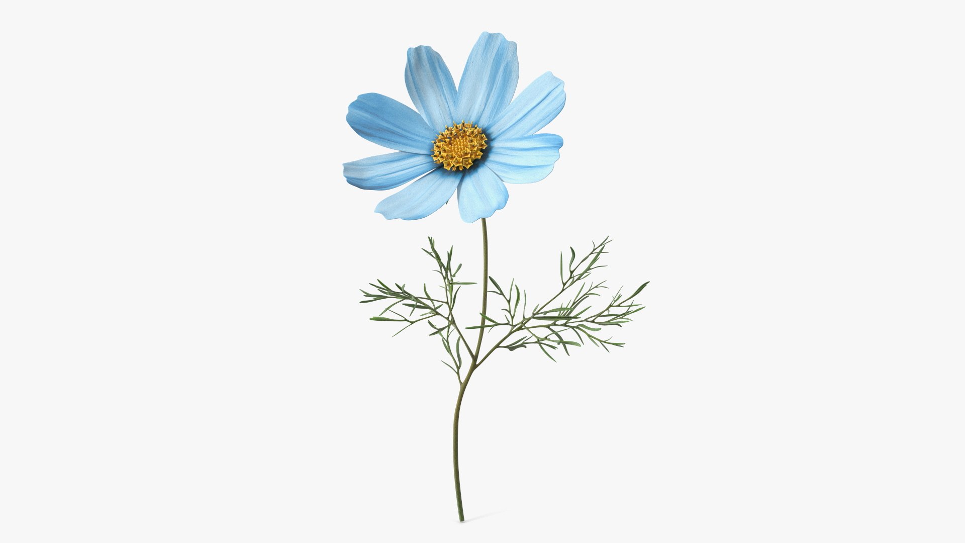Cosmos Plant Single Flower Light Blue 3D model https://p.turbosquid.com/ts-thumb/R6/tph8MG/So/cosmos_plant_single_flower_light_blue_002/jpg/1766163896/1920x1080/fit_q87/0c6d0496d3238541962153396e756c5bc0a9dc52/cosmos_plant_single_flower_light_blue_002.jpg