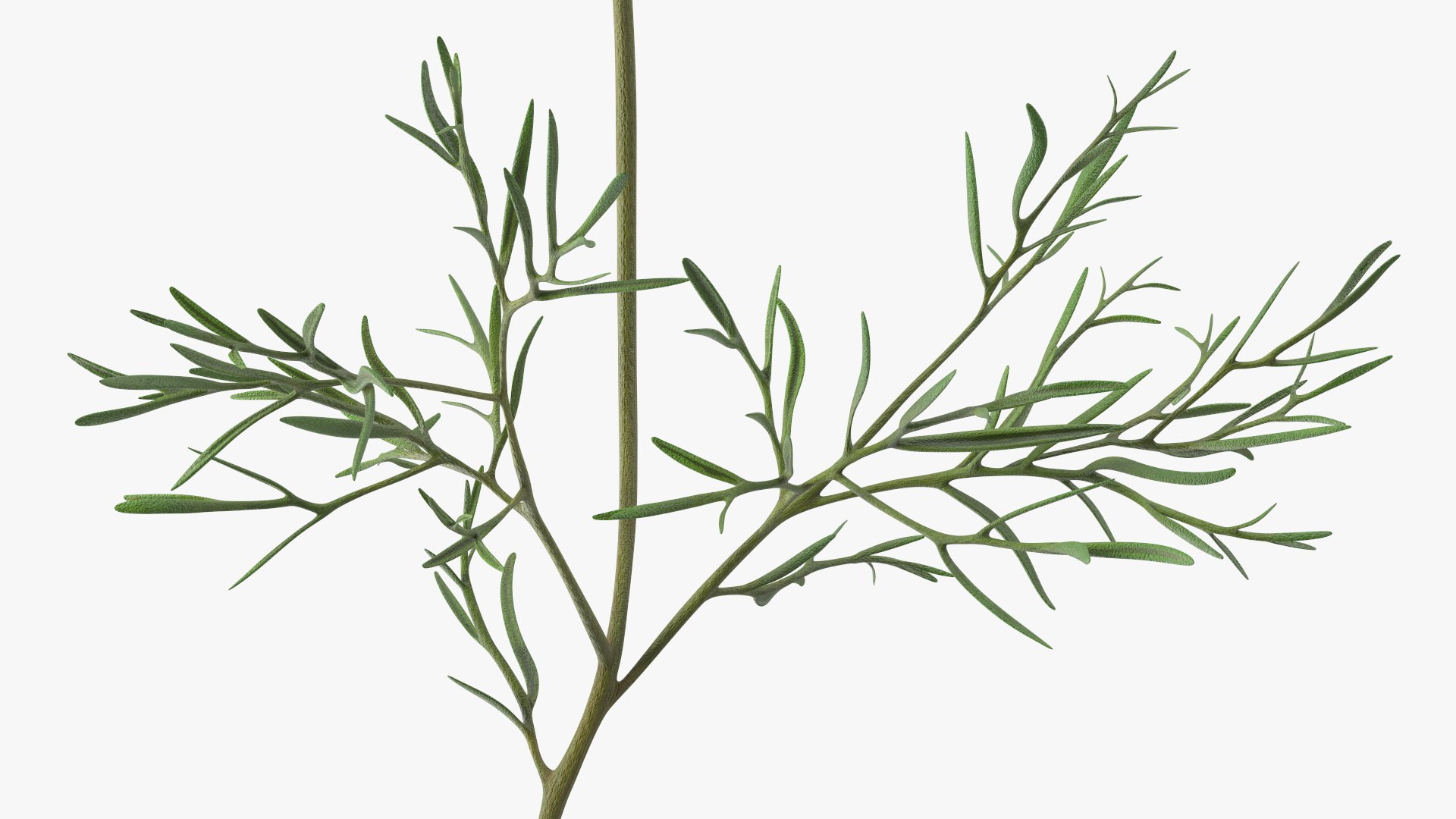 Cosmos Plant Single Flower Light Blue 3D model https://p.turbosquid.com/ts-thumb/R6/tph8MG/bI/cosmos_plant_single_flower_light_blue_008/jpg/1766164000/1920x1080/fit_q87/72c85595806ac33f47061094297148842d53f4f8/cosmos_plant_single_flower_light_blue_008.jpg