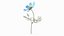 Cosmos Plant Single Flower Light Blue