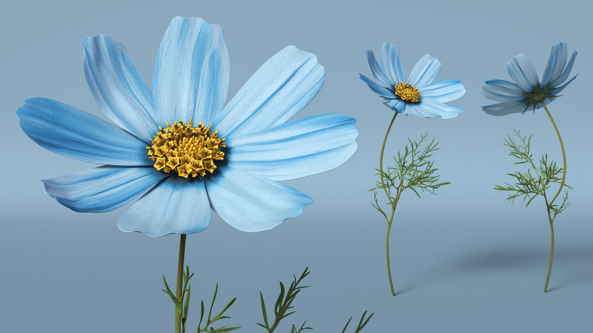 Cosmos Plant Single Flower Light Blue 3D model https://p.turbosquid.com/ts-thumb/R6/tph8MG/kE/cosmos_plant_single_flower_light_blue_004/jpg/1766163989/1920x1080/fit_q87/74b43127f364416ea38f9ae0f864f5fc37343c77/cosmos_plant_single_flower_light_blue_004.jpg