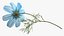 Cosmos Plant Single Flower Light Blue