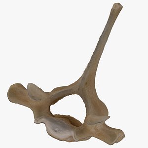 Kangaroo Thoracic Vertebrae TH1 RAW Scan 3D model