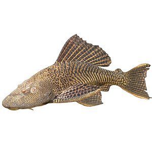 Sailfin Catfishes fish 3D