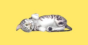 Rolling and tumbling Calico cat 3D