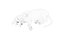 Rolling and tumbling Calico cat
