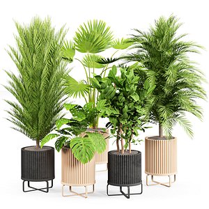 indoor Plant Set 06