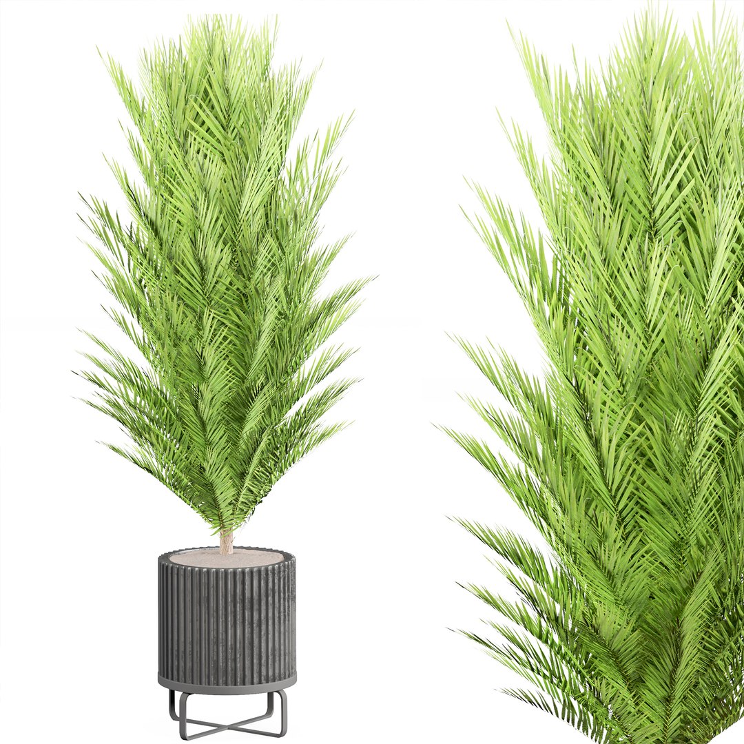 3D indoor Plant Set 06 https://p.turbosquid.com/ts-thumb/R7/Ie4LXn/cc/3/jpg/1685421871/1920x1080/fit_q87/24416c75a7f678eea9f88b45c4b5ff22f83e10c3/3.jpg