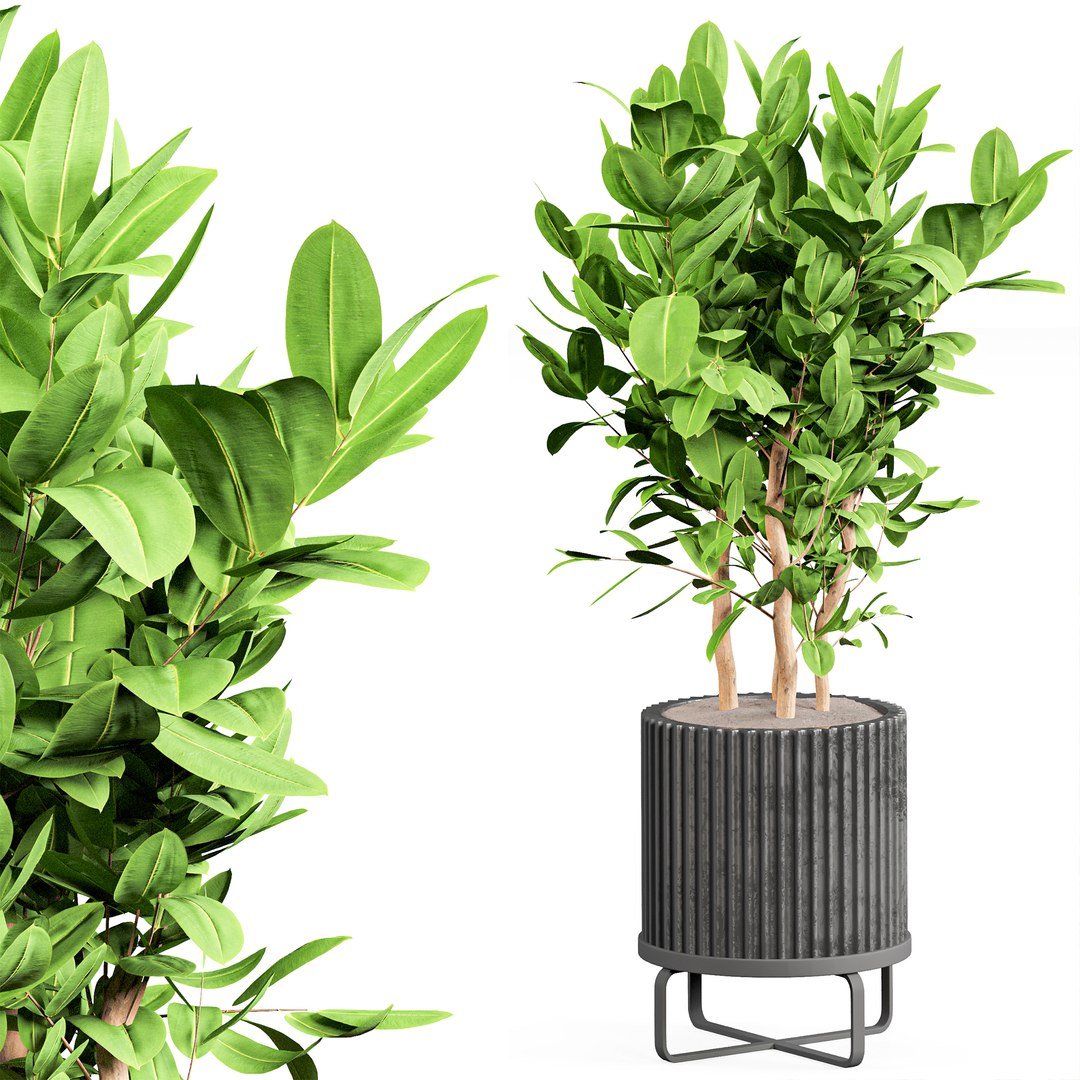 3D indoor Plant Set 06 https://p.turbosquid.com/ts-thumb/R7/Ie4LXn/jv/6/jpg/1685421925/1920x1080/fit_q87/239f5b85290519f363d461ca36de0c07cf718d3c/6.jpg