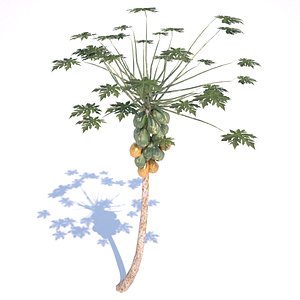 papaya tree 3d 3ds