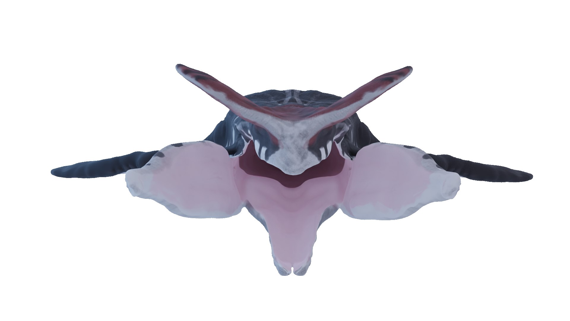 3D Tulkun Animated Rigged 3D Model Inspired By Avatar The Way Of Water ...