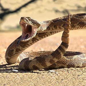 Rattlesnake Rigged for Cinema 4D