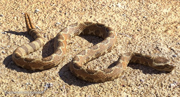 Rattlesnake snake rattle rigged 3D model - TurboSquid 1436169