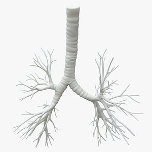 Trachea for 3D printing